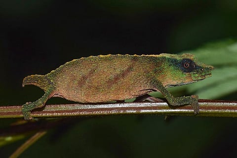 Pygmy chameleon