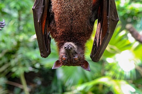 Studies show that a small bat can eat up to 1000 mosquito-sized insects every hour