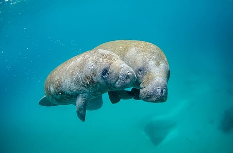 Florida Sets A New Annual Manatee Death Record