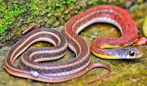 Observing snakes hunting is difficult, with only a few of the 3,650 snake species having been seen hunting in the wild.