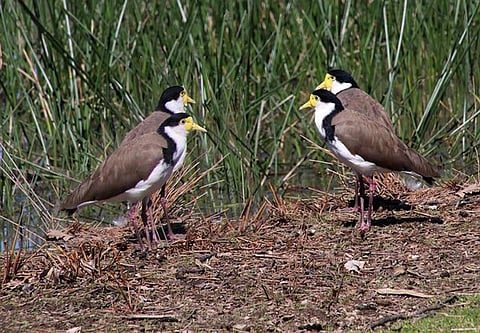 The footprints were discovered in the cliffs and on the foreshore in Folkestone, Kent.