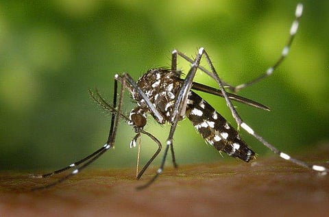 Covid Risk Might Be Doubled If You’ve Had Dengue Before