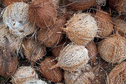 Scientific Significance Of Coconut Breaking Ritual