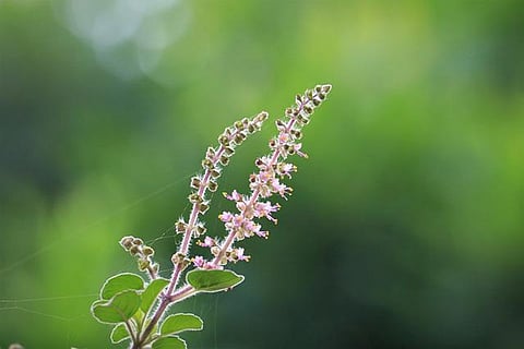 Natural Herbs For Stress And Anxiety Relief