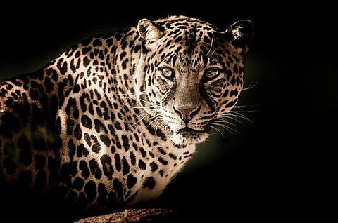 Leopard Diaries: Explore The Remarkable Tale Of Lonely, Mysterious Creature