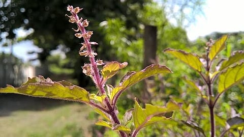 ‘Divine Tulsi’: A Plant With Multiple Benefits
