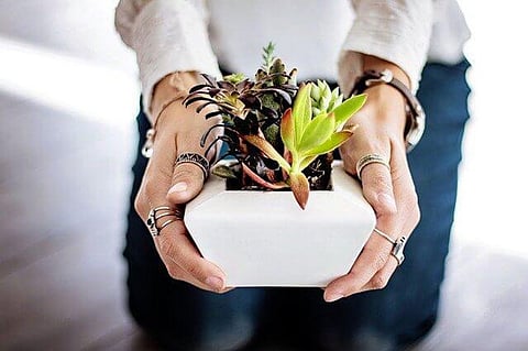 Top Indoor Plants For Green And Healthy Living