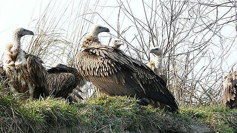 Poison Bait Has Resulted In Mass Vulture Deaths In Nepal
