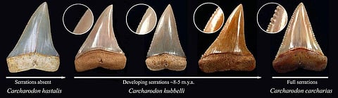 Study: 2.5 Billion T. Rex Roamed The Earth, But Not All At Once