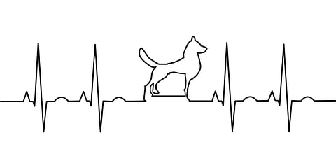 Signs If Your Dog Is A Cardiac Patient