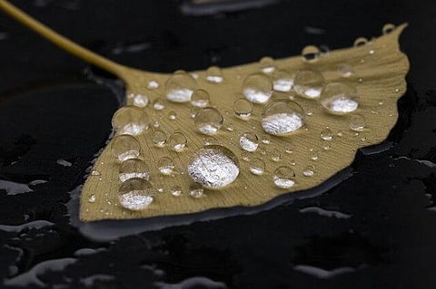 Buildings In B’luru Will Be Mandated To Use Rainwater