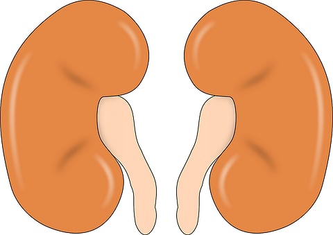 Ayurvedic Formulations Can Reduce Pathologic Damage Of The Kidneys: Study