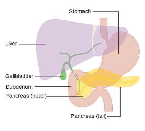 Study: A Potential Way To Target Pancreatic Tumors Expressing IFN