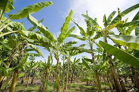 Farmers Discuss New Techniques To Improve Banana Cultivation