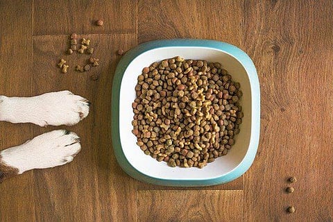 What To Do If Your Pet Has Gained A Few Pounds?