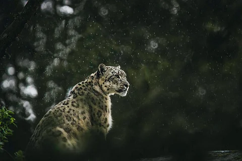 The Himalayan Range of Himachal Supports Good Population of Snow Leopards