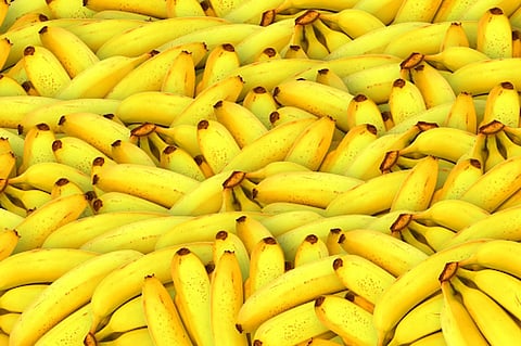 This Collaborative Effort For Banana Plantation Can Make The Banana Farmers of India Go Bananas!