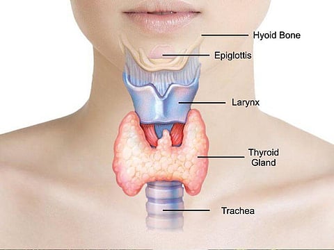 Know More About Hypothyroidism And Thyroid Glands
