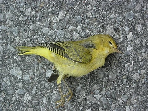 Automation In India Will Be The Next Big Thing In Logistics