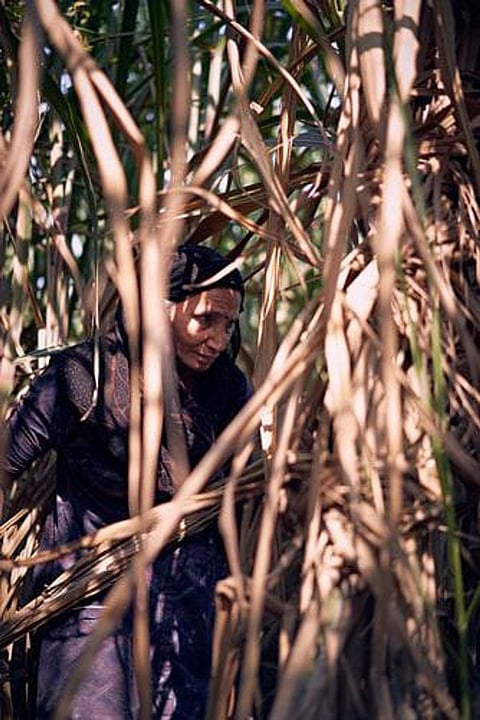 UP Government Aims To Make Women ‘Self-Reliant’ By Introducing Bud Chip Method of Cane Plantation