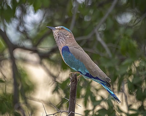 Indian Roller: Farmers’ friend And Auspicious Bird For Nation