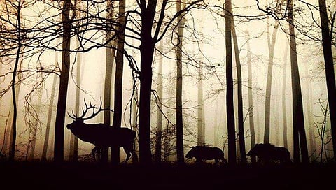 Study: Re-Wilding Big Prey Animals Help Restoring Tiger Habitat