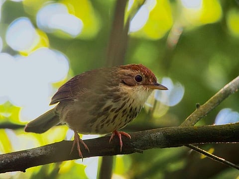Puff-Throated Babbler Spotted in Rajasthan