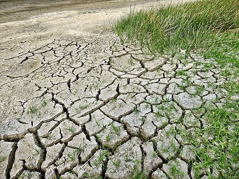 Climate Change Resulting Decline in Arid Regions’ Vegetation