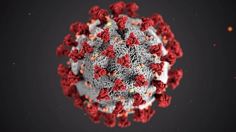 Immunity Persists for Months After Being Infected with SARS-CoV-2: Study