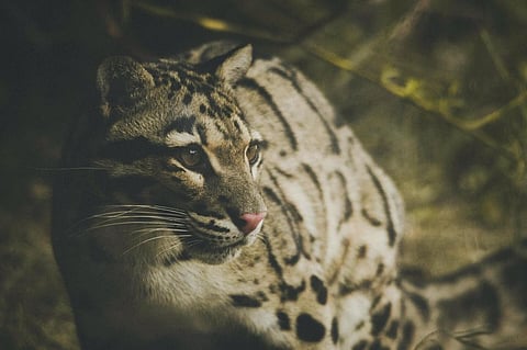Tripura, Meghalaya and Mizoram Take Steps to Protect Endangered Clouded Leopard