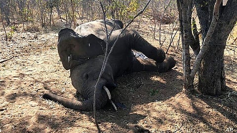 Elephants Died Due to Bacterial Disease, Say Zimbabwe Officials