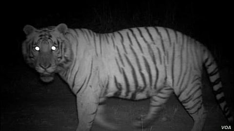 Here’s How Dinosaurs Caused Mammals to Develop Night Vision