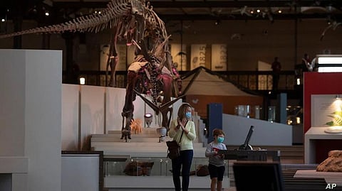 Kongonaphon Kely: A Pocket-Sized Dinosaur Forerunner, Smaller Than a Cellphone