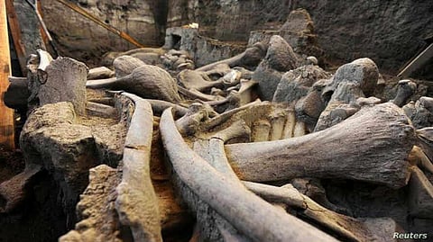 Mammoths Likely Driven to Extinction by Lack of Drinking Water