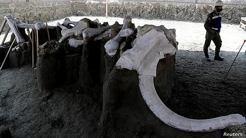 Above 100 Mammoth Skeletons Identified at Mexican Airport Site