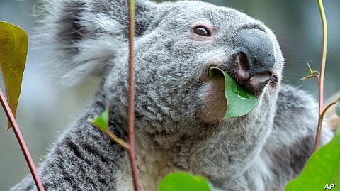 Australia to Protect Endangered Koala Bears from Urban Development