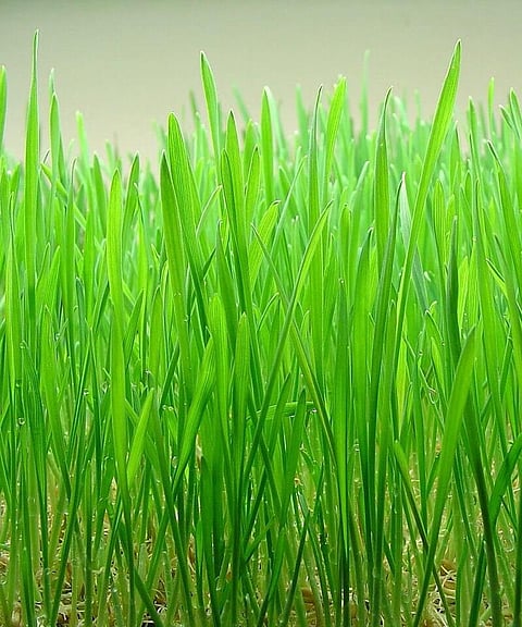 Wheatgrass- Highly Effective Immunity Builder
