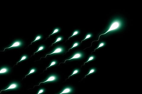 New Study Shatters the Universally Accepted View of How Sperm ‘Swim’