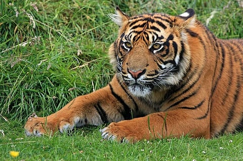 World Tiger Day: The Effects of Pandemic on Wildlife