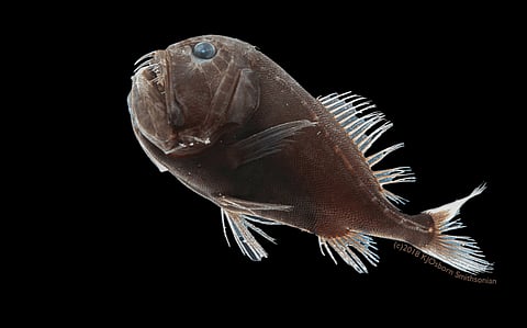 Scientists Find One of Earth’s Blackest Materials on a Fish
