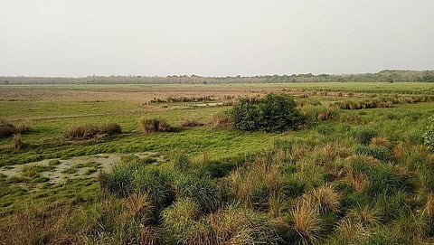 Endangered Rare Orchid Plant Found in Dudhwa National Park, UP