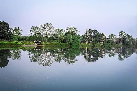 UP Tiger Reserves, Sanctuaries to Reopen in November