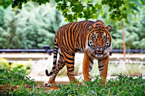 Tiger Population Rising at 6% Annually, Claims Govt