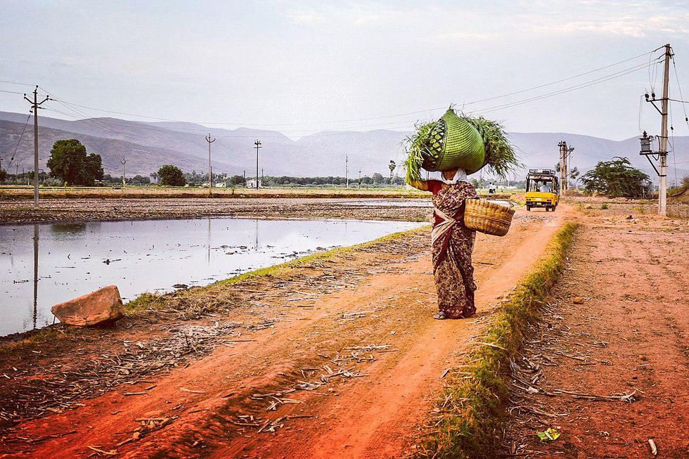 Urban Agriculture: The Answer To Quality and Nutritious Food