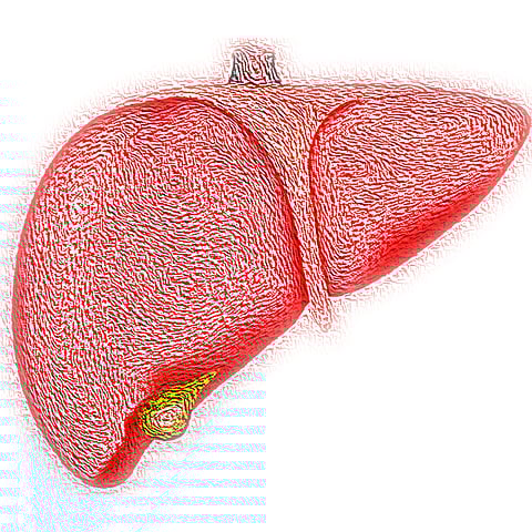 Rescuers of 9/11 Attack Experiencing Increased Level Of Fatty Liver Disease, Says Study