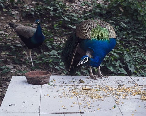 While the Humans Are Caged Amid the Lockdown, Wildlife and Nature Enjoys