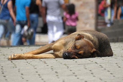 Effects of Lockdown on Stray Animals
