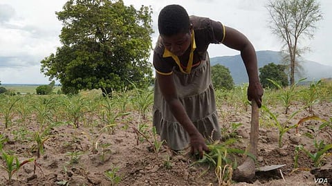 Malawi Parliament Allows Cultivation of Cannabis for Medicinal Purposes