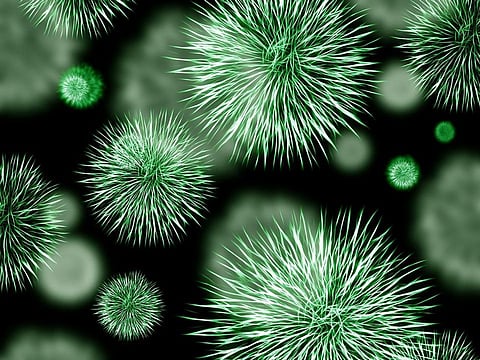 Distinctive Bacteria in The Gut May Be Associated With High Blood Pressure