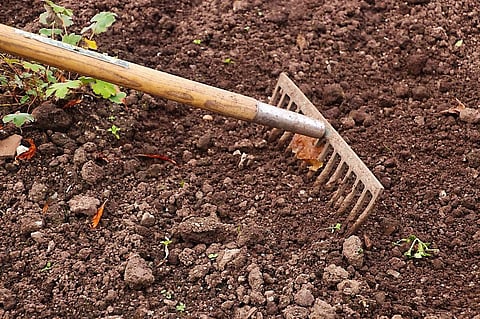 New Species of Soil Bacteria Can Fight Soil Pollutants